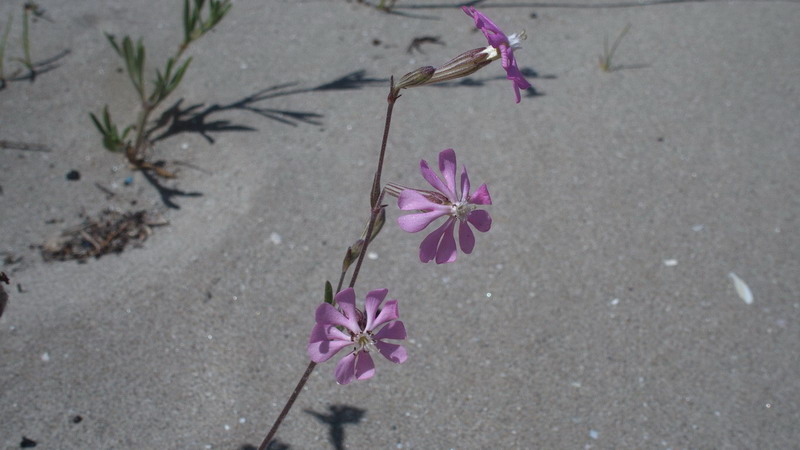 Fiore delle dune - Silene colorata